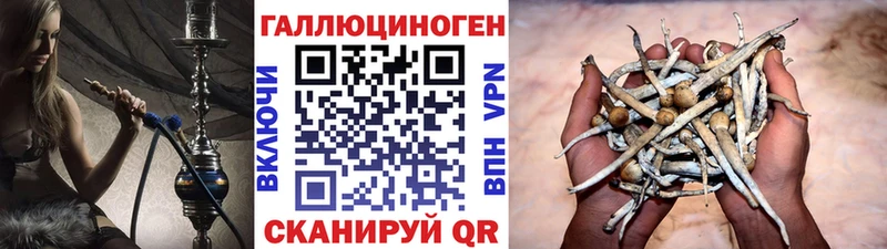 купить  сайты  Оса  Псилоцибиновые грибы ЛСД 